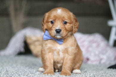 Grayson - Available 4/9