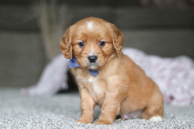 Grayson - Available 4/9