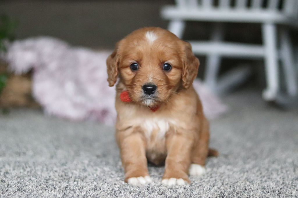 Grant - Available 4/9