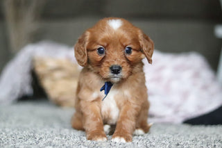 Georgie - Available Now