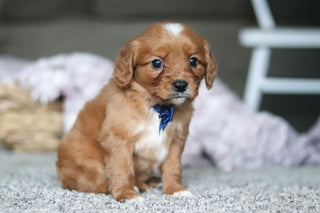 Georgie - Available Now