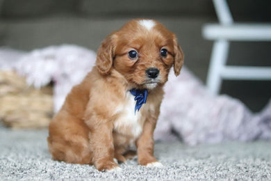 Georgie - Available 4/9