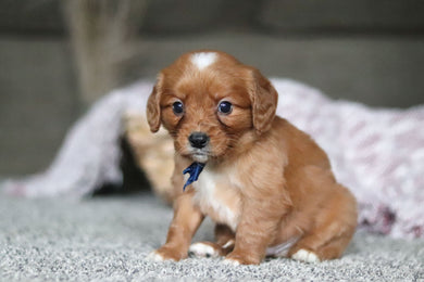 Georgie - Available 4/9