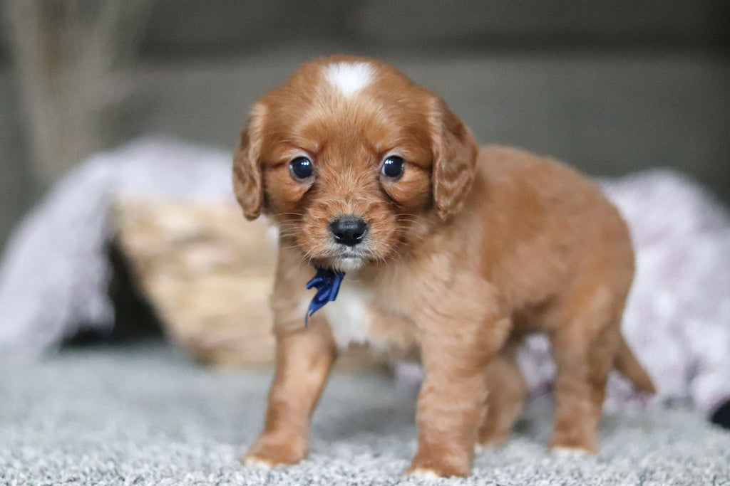 Georgie - Available Now