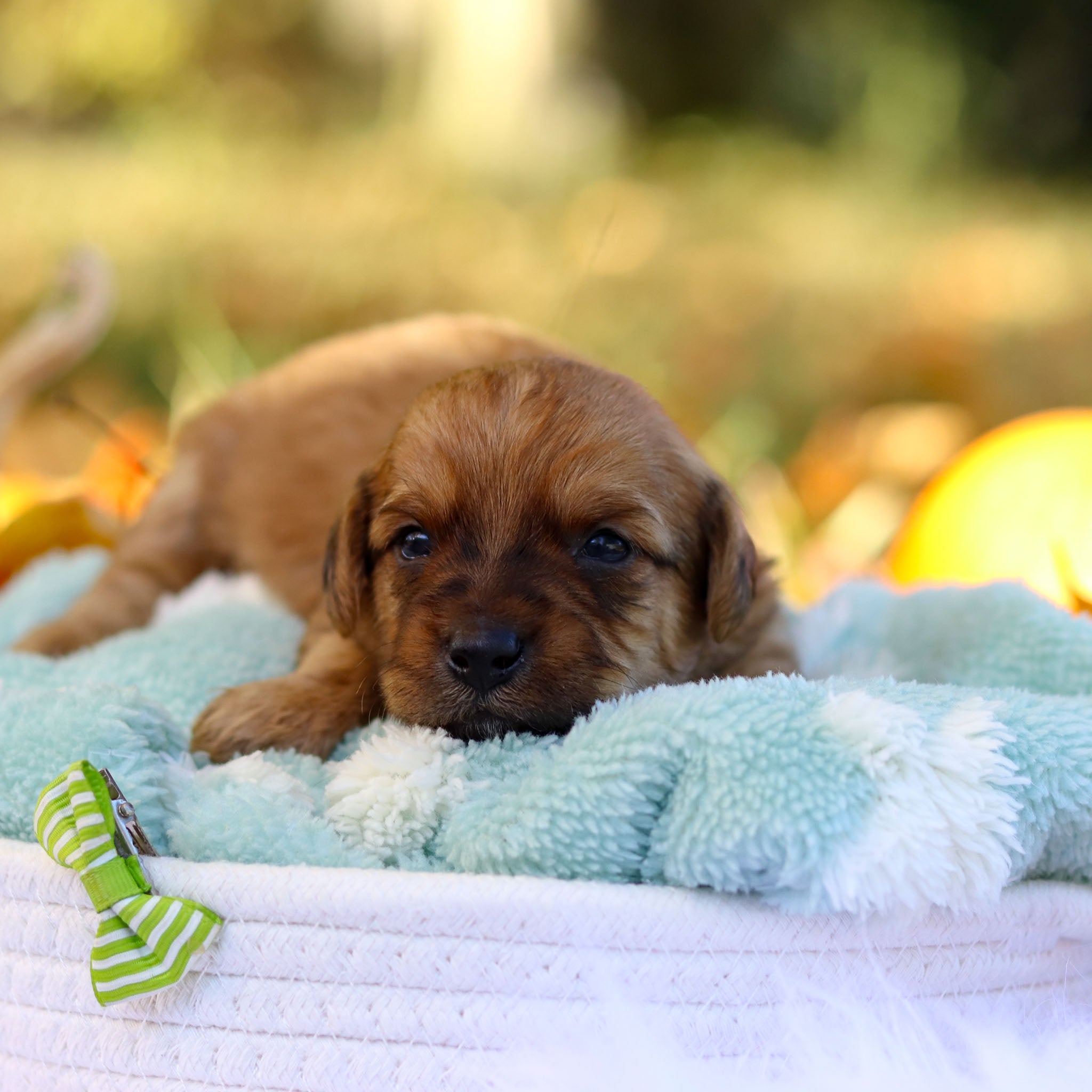 Mac All Puppies for sale Happytail Puppies