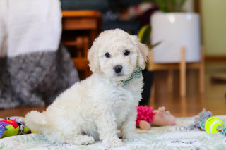 Walter - Available Now