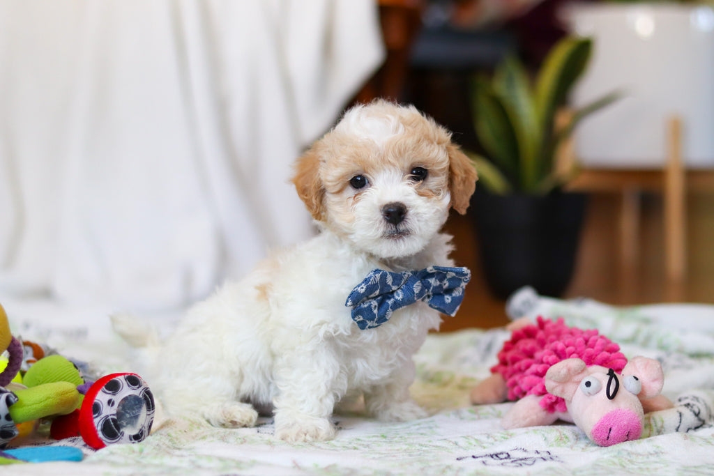 Wilder - Available Now