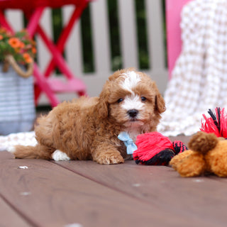 Pascal - Available 6/25