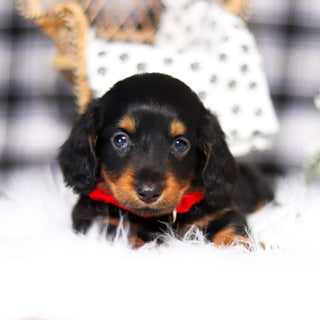 Bobby - Available 2/26