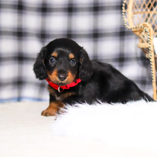 Bobby - Available 2/26