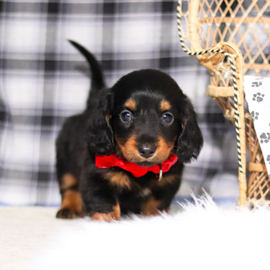 Bobby - Available 2/26