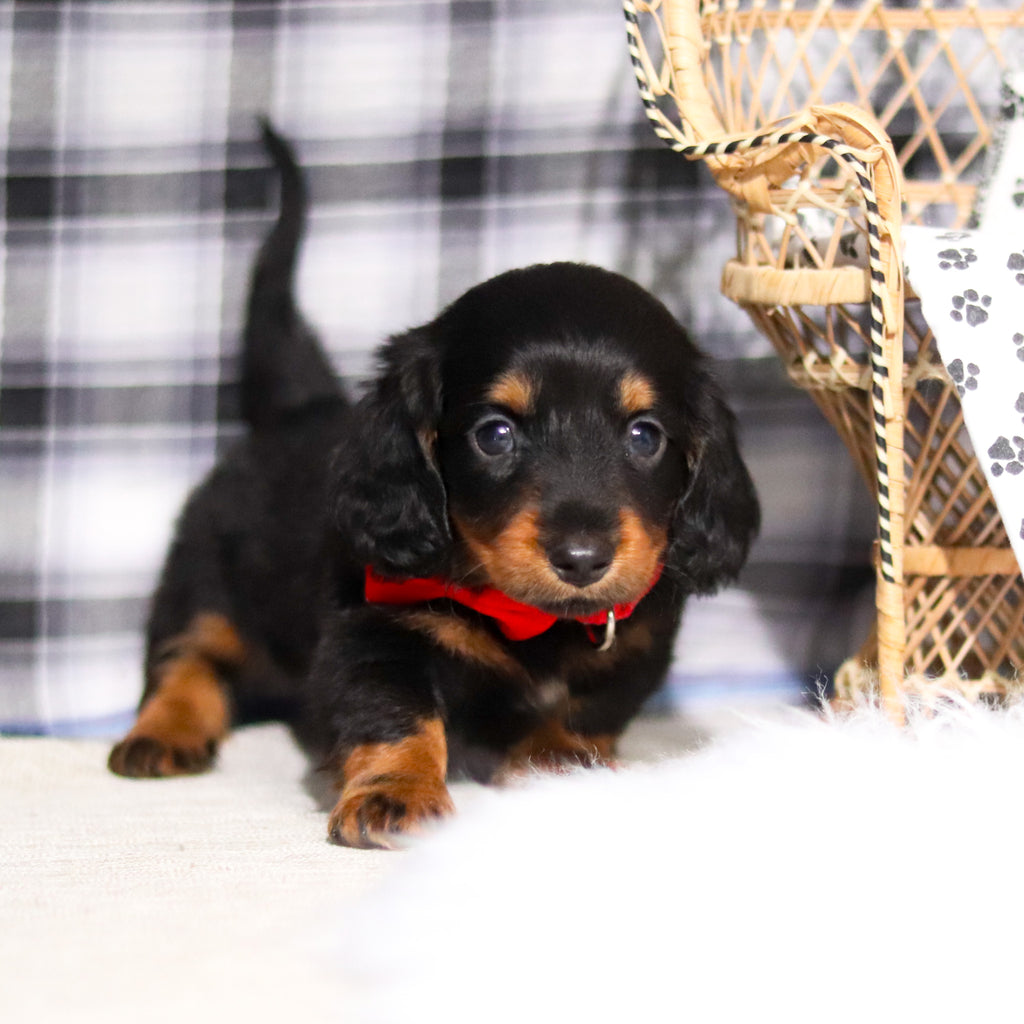 Bobby - Available 2/26