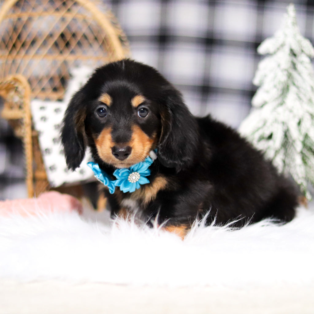 Boots - Available 2/26