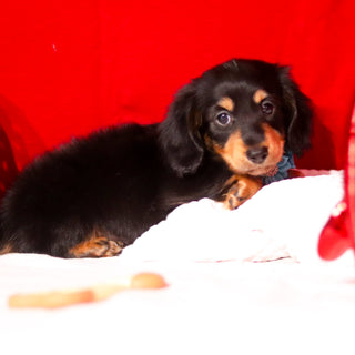 Boots - Available 2/26