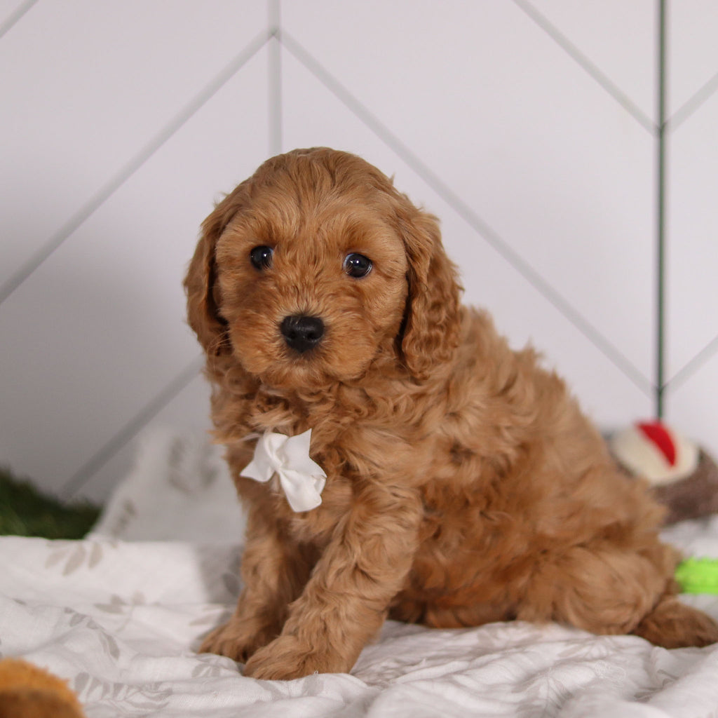 Pebbles - Available 2/4