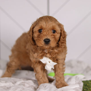 Pebbles - Available 2/4