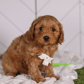 Pebbles - Available 2/4