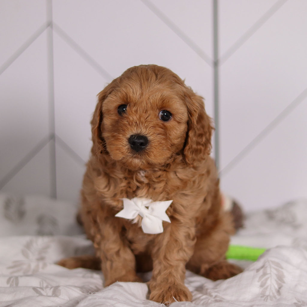 Pebbles - Available 2/4