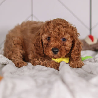 Travis - Available 2/4