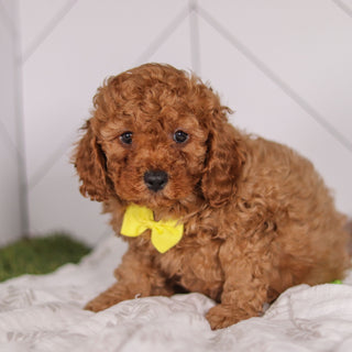 Travis - Available 2/4