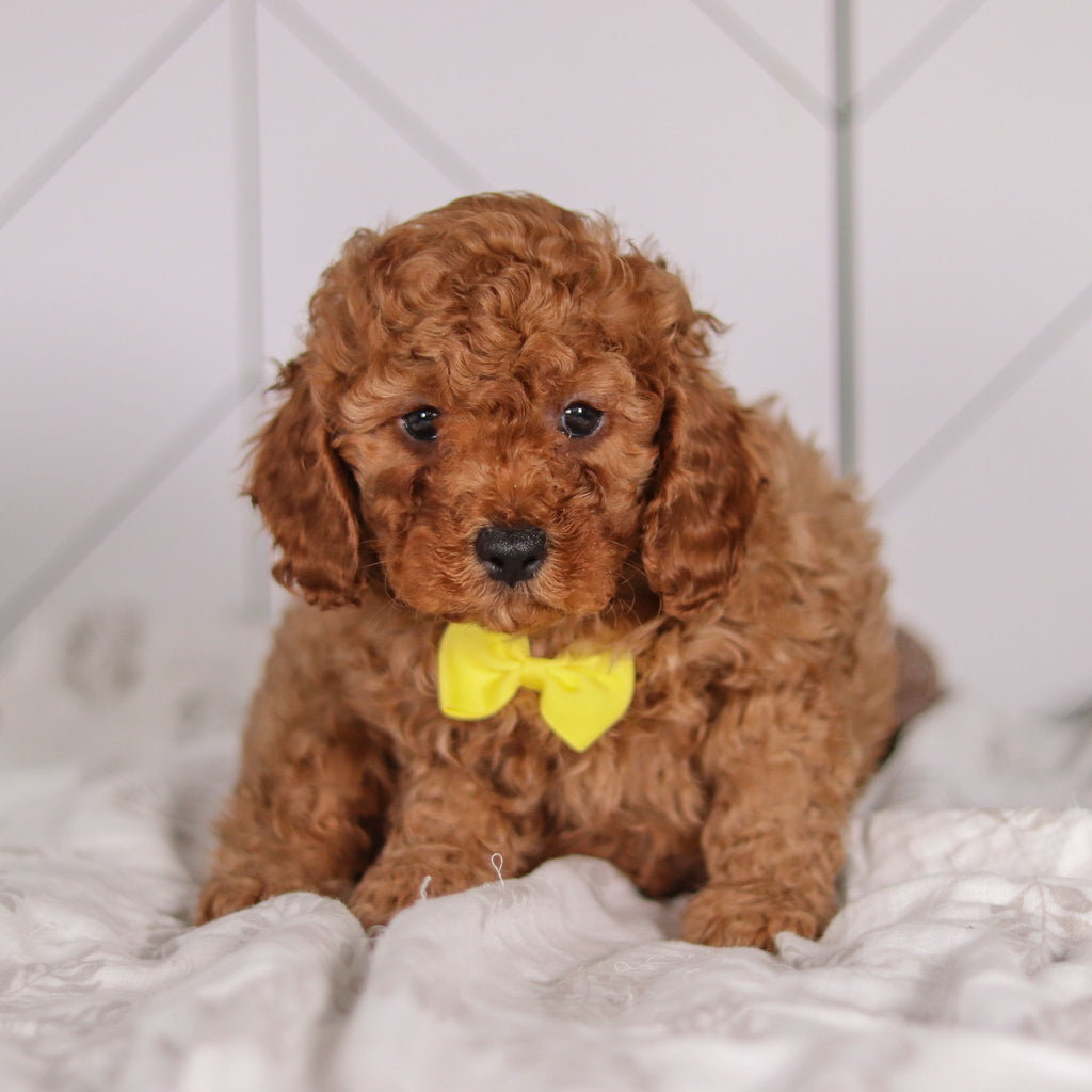 Travis - Available 2/4