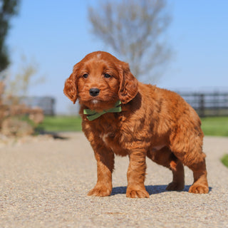 Joey - Available 5/14