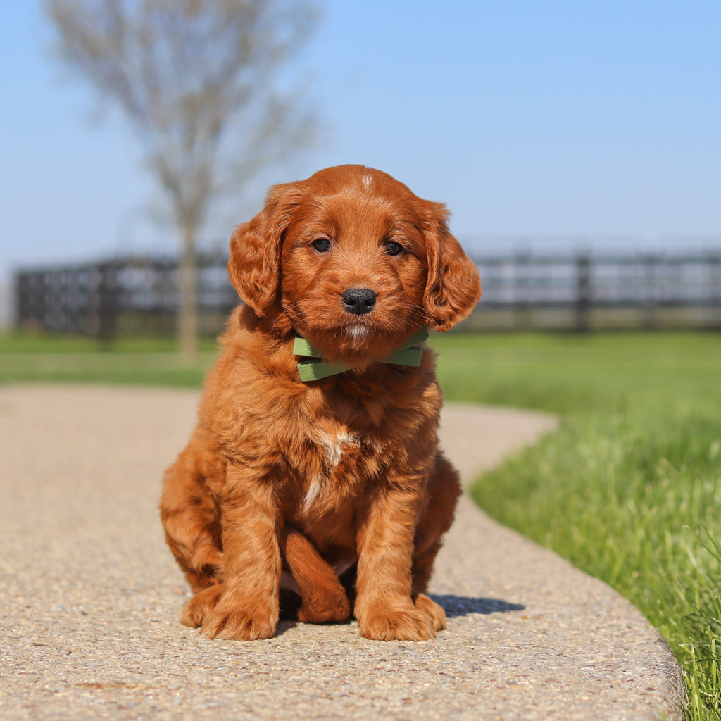 Joey - Available 5/14