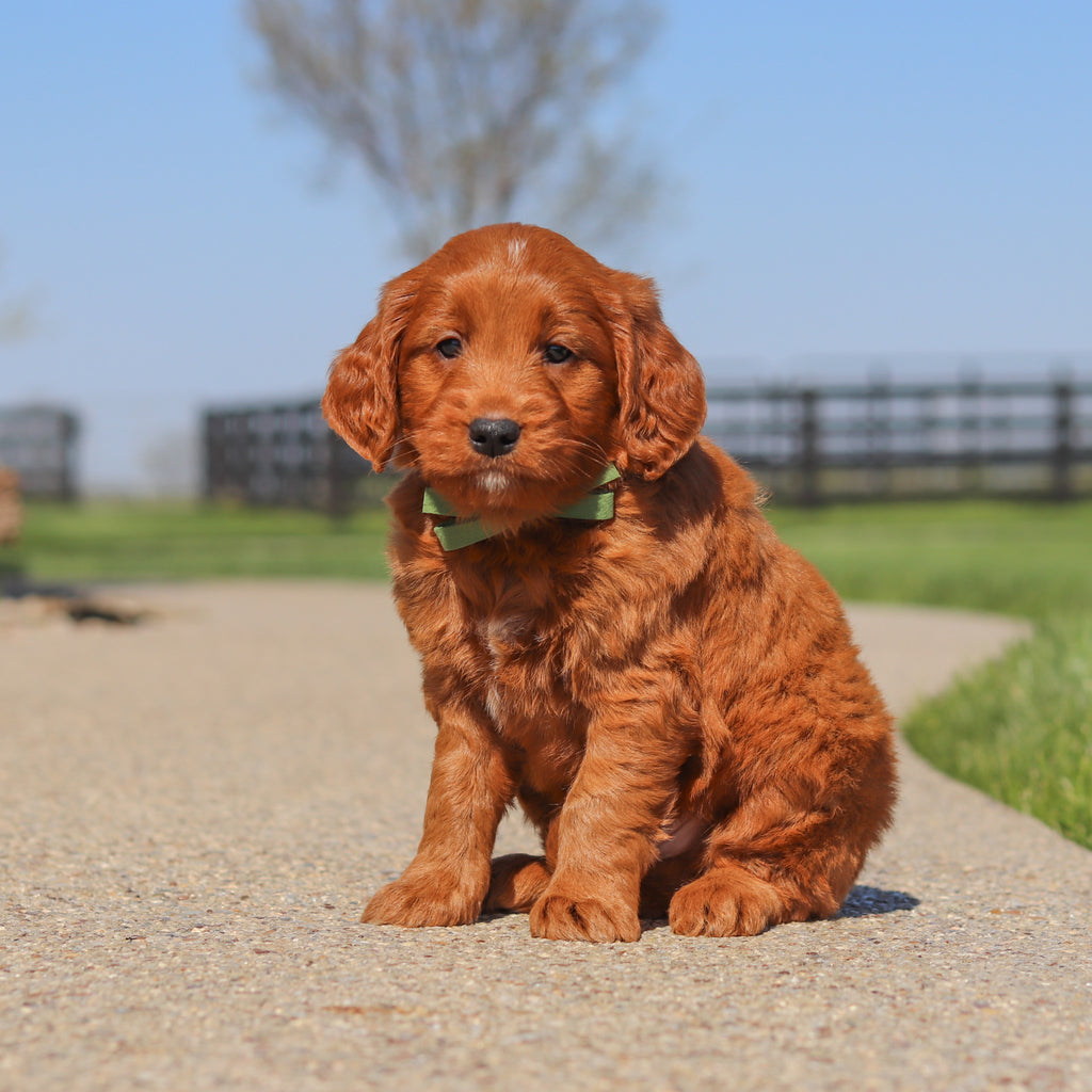 Joey - Available 5/14
