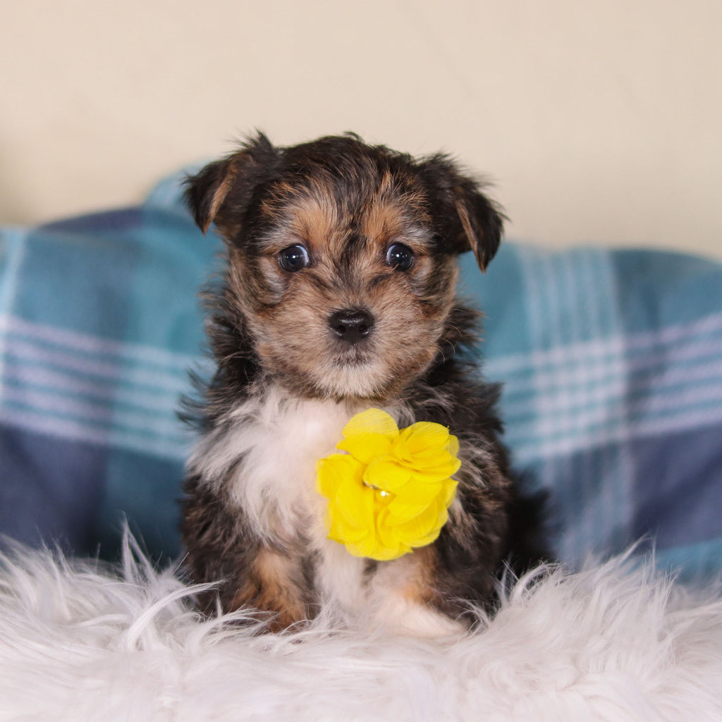 Birk - Available 2/26