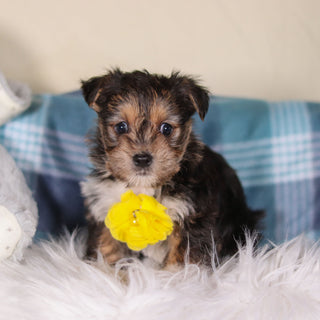 Birk - Available 2/26