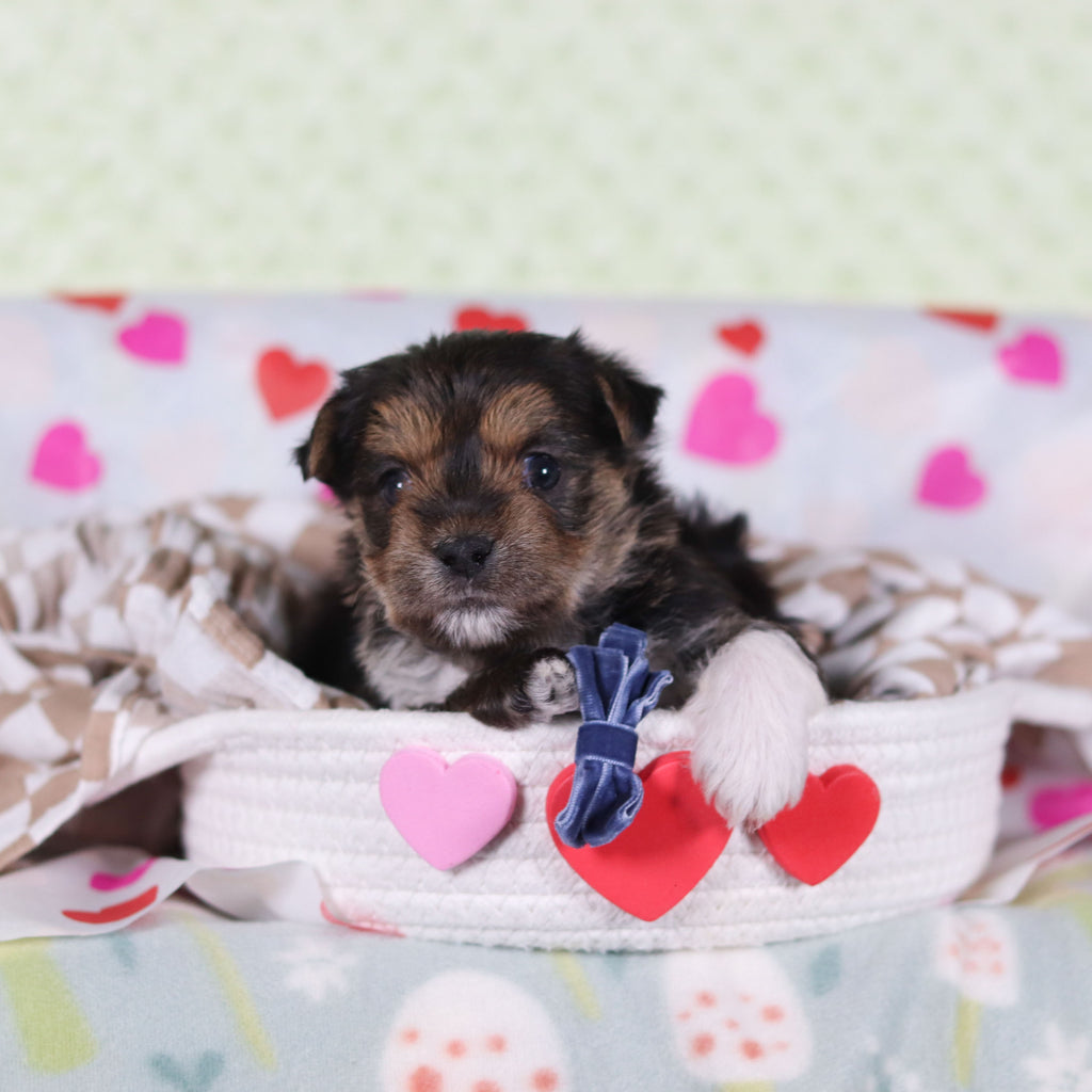 Birk - Available 2/26