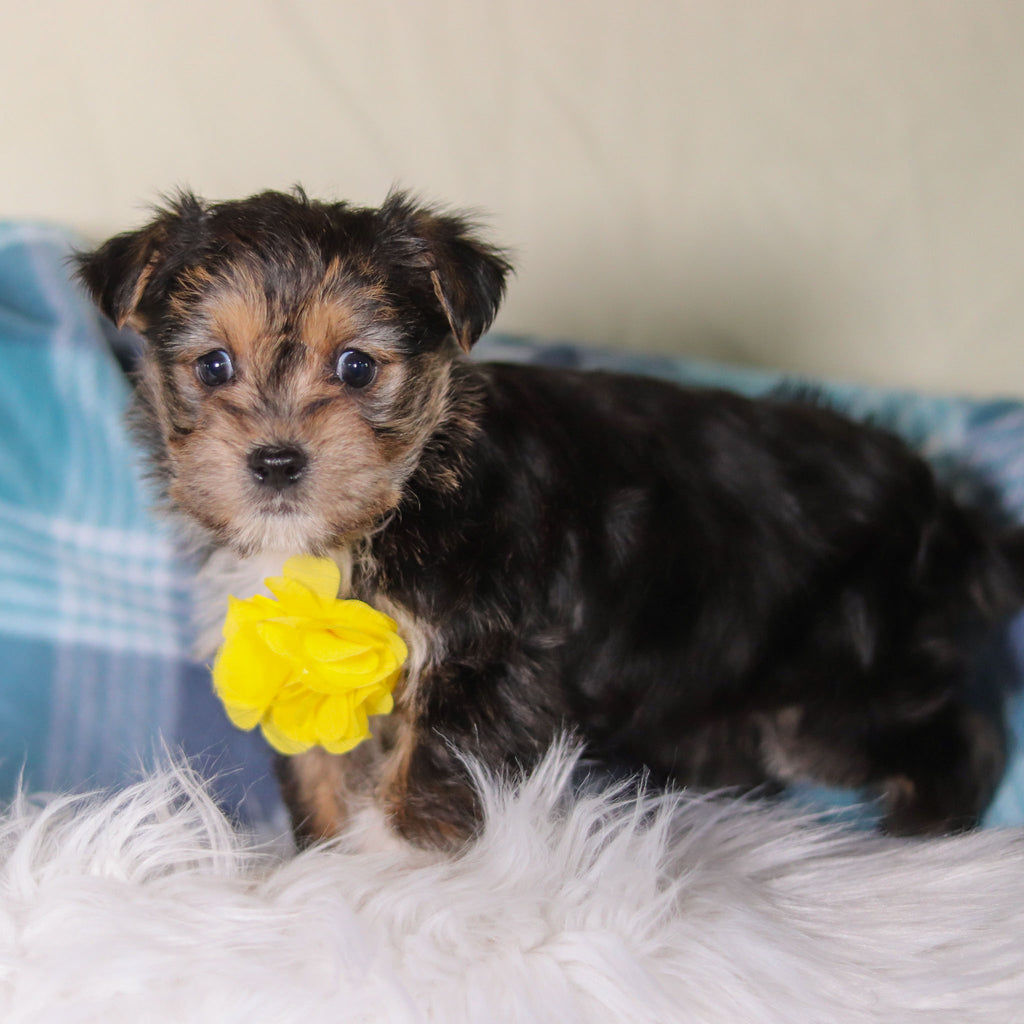 Birk - Available 2/26