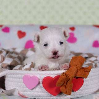 Graham - Available 2/25