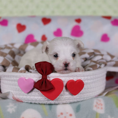 Griffin - Available 2/25