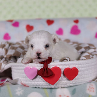 Griffin - Available 2/25