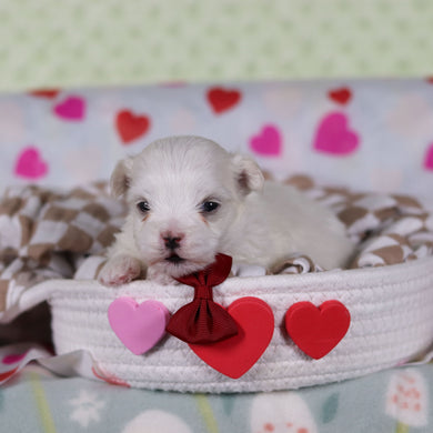 Griffin - Available 2/25