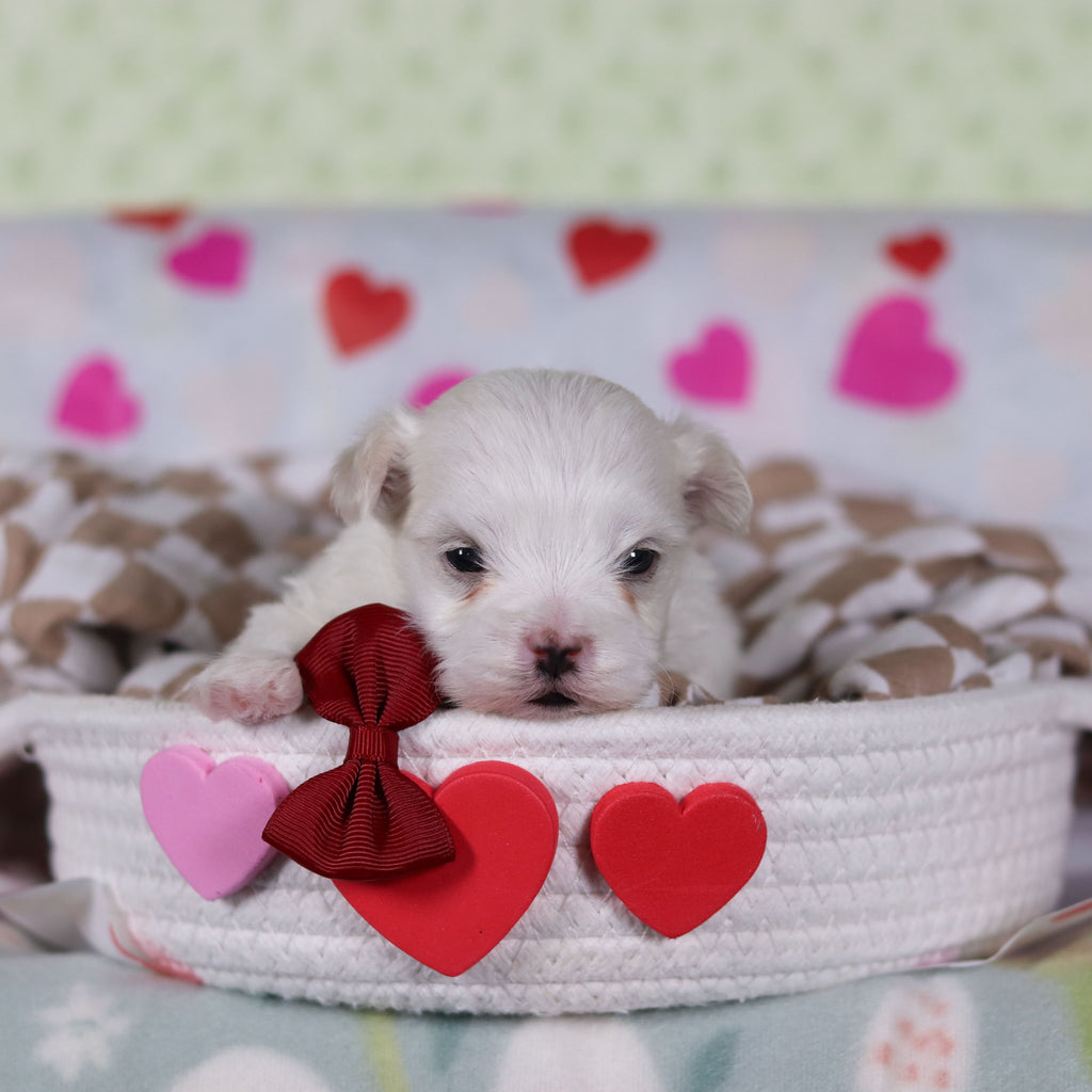 Griffin - Available 2/25