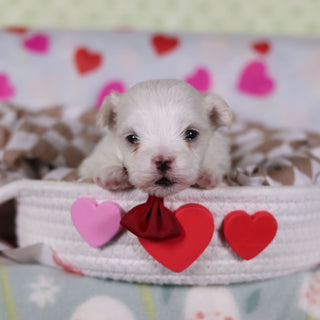 Griffin - Available 2/25