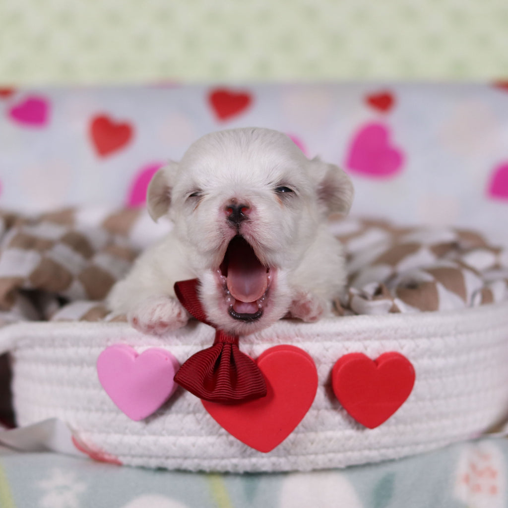 Griffin - Available 2/25