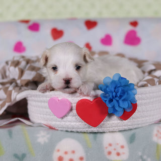 Grover - Available 2/26