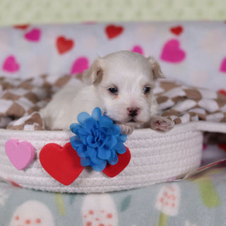 Grover - Available 2/26