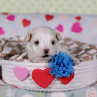 Grover - Available 2/26