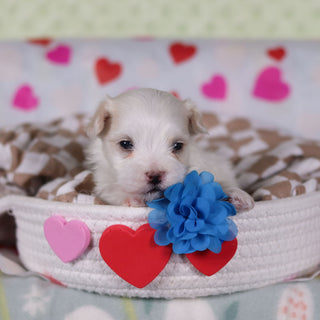 Grover - Available 2/26