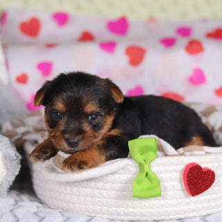 Goofy - Available 3/12