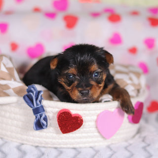 Mickey - Available 3/12