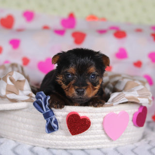 Mickey - Available 3/12