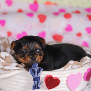 Mickey - Available 3/12