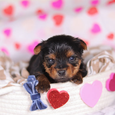 Mickey - Available 3/12