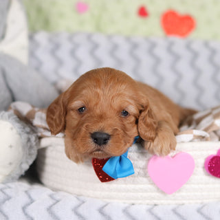 Rocky - Available 3/12