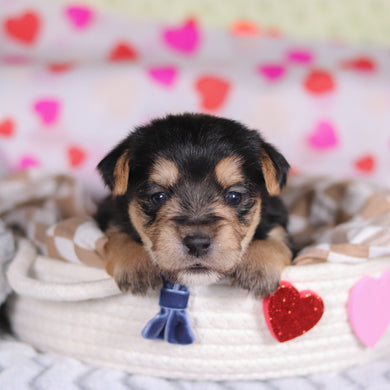 Paxton - Available 3/12